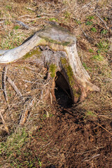 Animal sett under a tree stump