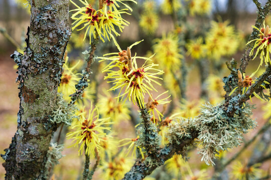 Flowering witch-hazel in early spring