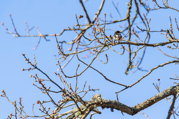 Perched Pied flycatcher a tree branch
