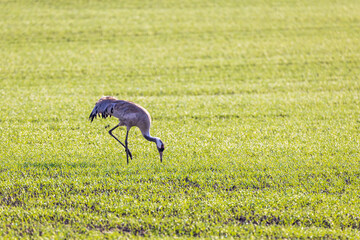 Fototapeta premium Crane foraging in a lush field at spring