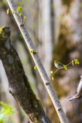 Willow warbler sitting on a tree branch at springtime