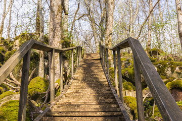 Wooden stairs on a path in the forest