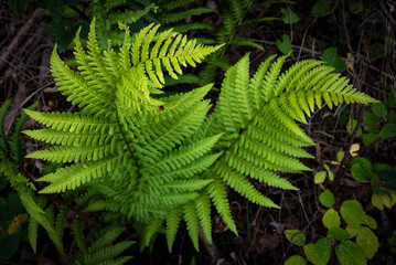 Artistic top-down close-up shot of winding common lady fern (Athyrium filix-femina) leaves in a...