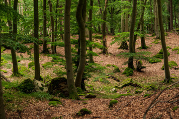 Beautiful forest scene with large beech trees, Süntel, Hohenstein Nature Reserve, Weser Uplands,...