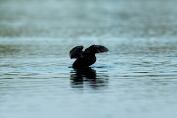 A grebe is training to fly