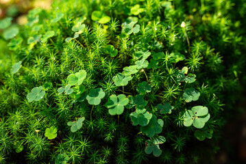 Full frame close-up of green clover and other plants, covering a dead wood tree trunk in a forest,...