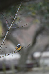 じょうびたきのオス

