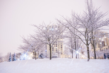 Snow Covered Trees with Street Lights, night view