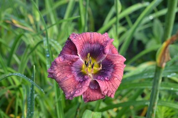 Blooming daylily, Hemerocallis 'Little Blue Gem'