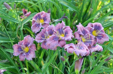 Blooming daylily, Hemerocallis 'Little Blue Gem'