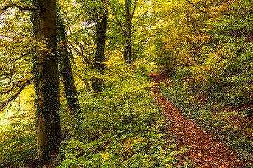 Footpath covered with autumn leaves, lined by beech trees leading through an idyllic forest in fall...