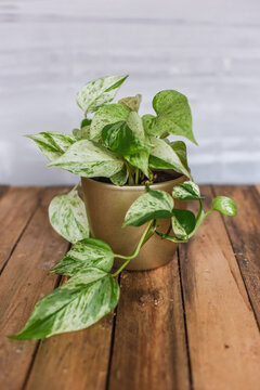 Efeutute Marble Queen in goldenem Blumentopf auf Holzhintergrund, Zimmerpflanze Interieurtrend

