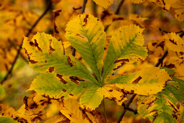 Full frame close-up of a colorful chestnut tree leaf in autumn colors, yellow, brown and green, suitable as a natural background