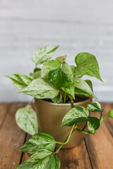 Efeutute Marble Queen in goldenem Blumentopf auf Holzhintergrund, Zimmerpflanze Interieurtrend
