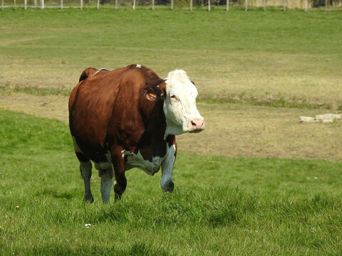 vache franc comtoise