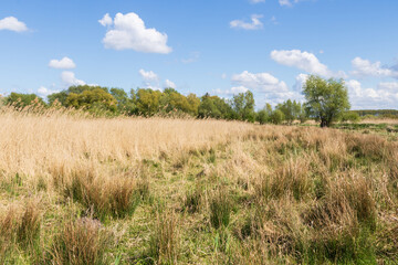 Roselière au coeur de l'Espace naturel Sensible du marais de Guînes - Pas-de-Calais