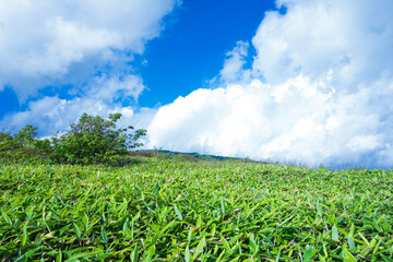 夏の高原