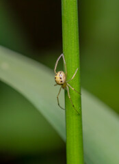 insecta, natur, makro, blatt, green, tier, badgered, dragonfly, gras,