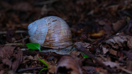 schnecke, schale, natur, tier, bedächtig, garden, makro, molluske,