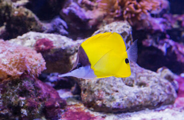 Fototapeta na wymiar Yellow long nose butterfly. A charming tweezer butterfly fish with a somewhat phlegmatic character is found off the coast of Australia, the reefs of Indonesia, Singapore, and the Solomon Islands.