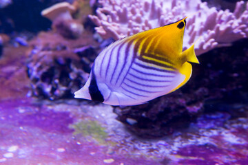 Fototapeta na wymiar Threadfin Butterfly fish (Chaetodon Auriga). The body is painted mostly white with diagonal stripes of black. It lives in the Red Sea, along the coastal areas of eastern Africa, as well as the Hawaii