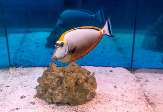 Surgeon fish Naso orange (Naso lituratus).
 The fish's muzzle is elongated with bright red lips. The pectoral, ventral and anal fins are brown or bright yellow. The orange-winged rhinoceros lives in t