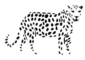 leopard