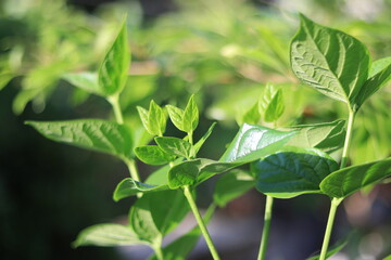 green leaves in the garden