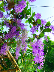 Phuang​ khram flowers hanging outstandingly beautiful​ - obrazy, fototapety, plakaty