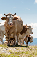 Herd of Simmental cattle on a green mountain pasture