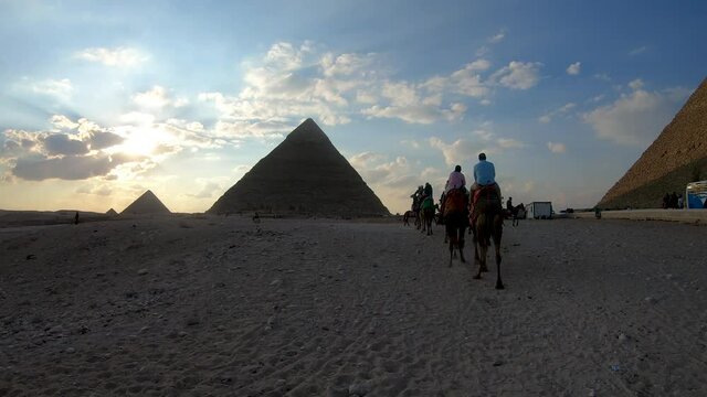 Camels wandering around the pyramids of giza