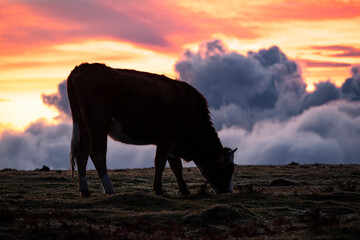 Silhouette of a grazing cow against a very beautiful cloudscape at sunset, Madeira