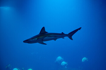 Naklejka premium Shart and other sea fishes in aquarium, sea life