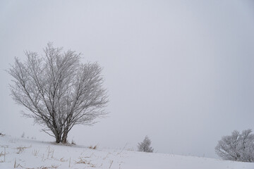 Fototapeta na wymiar 美しい雪景色