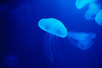Jellyfish swims under water in aquarium