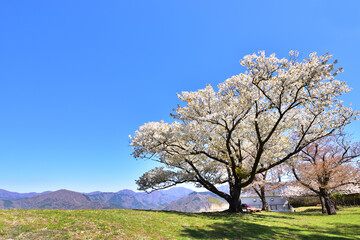 青空の下の白い桜