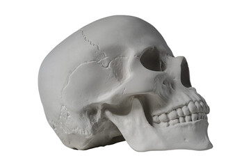 Gypsum human skull on isolated white background with clipping path. Plaster sample model skull for students of art schools. Forensic science, anatomy and art education concept. Mockup for drawing.