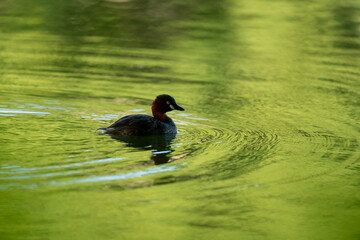 a grebe is swimming in the pond which reflected his view.