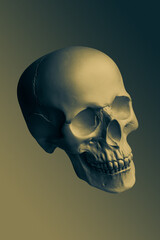 Bronze color gypsum human skull isolated on colorful background. Plaster sample model skull for students of art schools. Forensic science, anatomy and art education concept. Mockup for drawing design.