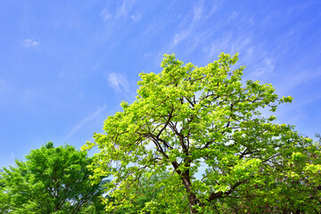 Obraz premium 新緑が芽吹く休日の公園イメージ 