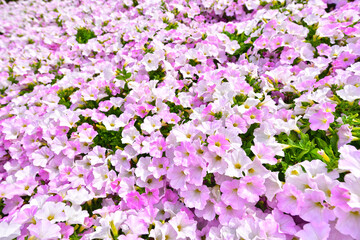 日光が降り注ぐ春の群生するペチュニア