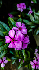 Purple Flower Catharanthus roseus/Madagascar periwinkle