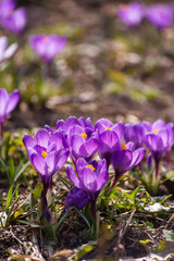 Beautiful crocuses spring first oniony. Group of blooming purple flowers, good for greeting postcard.