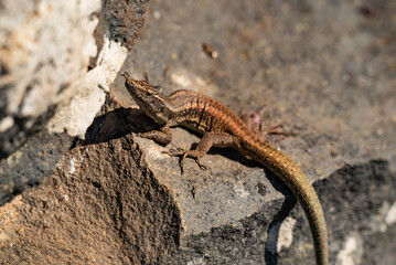 Close-up of a Madeiran wall lizard (Teira dugesii), an endemic reptile on the island of Madeira, Portugal, hiding in a natural stone wall