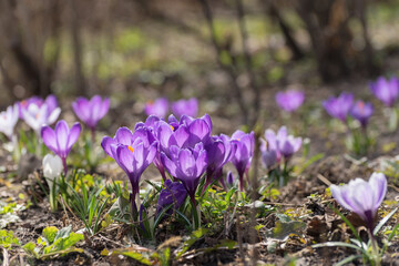 Beautiful crocuses spring first oniony. Group of blooming purple flowers, good for greeting postcard.