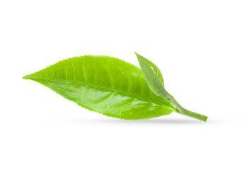 Fototapeta na wymiar tea leaves isolated on white