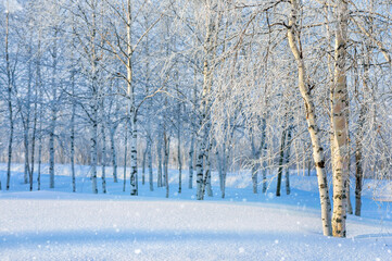 Winterlandschap. Kleurrijk landschap met een berkenbos in rijm.