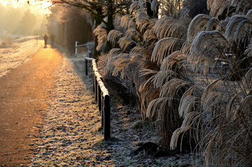 flower beds with ornamental grasses are attractive from autumn to winter also thanks to dry flowers...