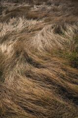 Field of grass