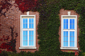 Fototapeta na wymiar Polish typical cobblestone house windows and red ivy, Poland, Krakow